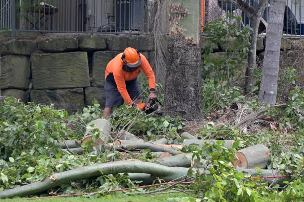 Reliable Bells, TN Tree Service Solutions